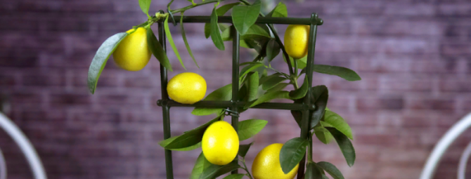 13 плодовых растений, которые можно вырастить дома из обычной косточки