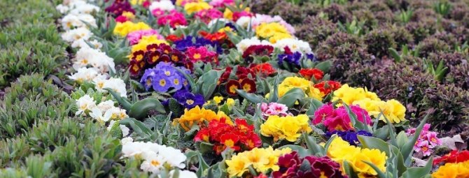 7 интересных садовых цветов, за которыми можно почти не ухаживать