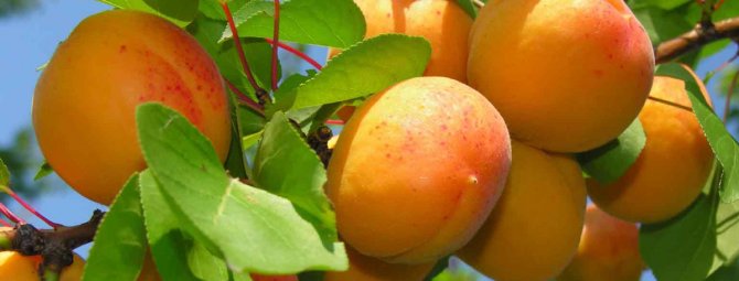 Обзор сортов абрикоса для Средней полосы России
