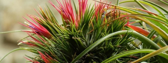 Такая разная тилландсия: как ухаживать за капризным растением