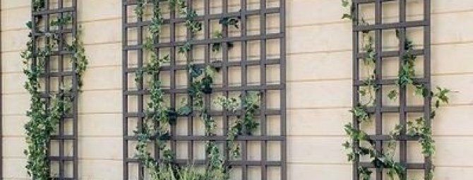 Шпалера для вьющихся растений: примеры возведения своими руками