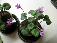Цикламен Альпийская фиалка