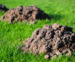 Борьба с кротами на дачном участке: обзор некоторых гуманных способов