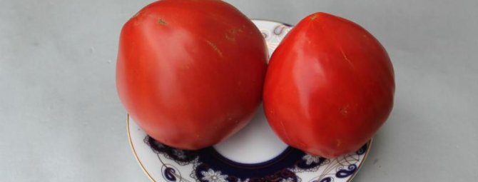 Всё об успешном выращивании томатов Бычье сердце: любимом сорте розовых помидоров