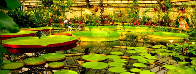 6 красивых ботанических садов России, где можно подглядеть много интересных идей для своего цветника