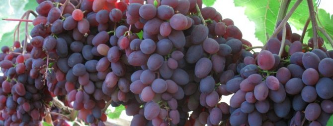 Описание винограда сорта Кишмиш лучистый, особенности посадки и выращивания