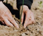 5 премудростей заготовки почвы для рассады, которыми руководствовались наши бабушки