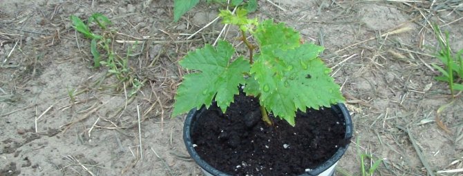 Выращивание винограда из черенков: хитрые советы и нюансы