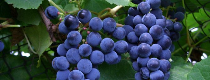 Виноград Черныш — неприхотливый и вкусный