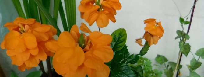 Кроссандра: выращиваем без проблем цветок-фейерверк в домашних условиях