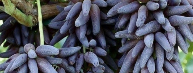 Элитный сорт винограда Ведьмины пальцы: загадочность и изысканность в одном лице