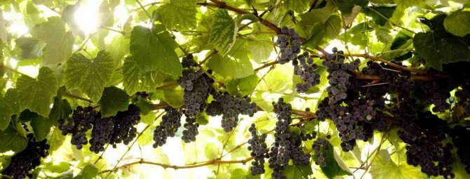 Как опрыскивать виноград железным купоросом осенью?