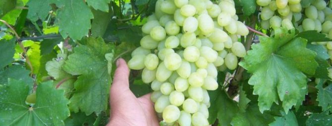 Свет в руках людей: о сорте винограда Зарница