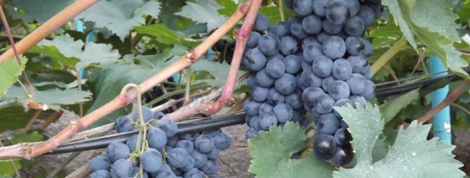 Виноград Страшенский — надёжный высокоурожайный сорт