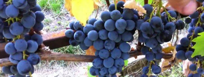 Виноделам от «Магарача»: сорт винограда Ливадийский чёрный