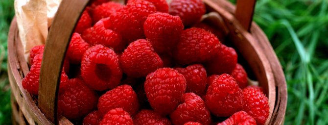 Многообразие сортов малины