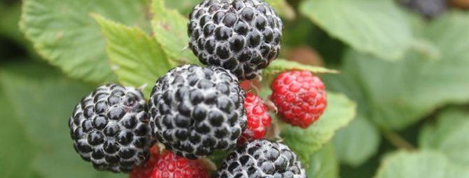 Чёрная малина Кумберленд: как вырастить необычную ягоду