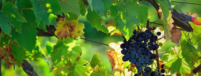 Выбор сортов винограда для выращивания в Краснодарском крае