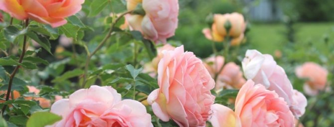 Ах, что за запах: 8 ароматных садовых цветов