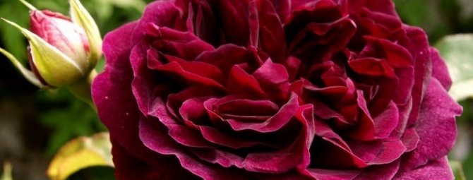Вечная классика: 7 садовых роз с красными цветами разного оттенка