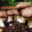 Для азартных грибников: 12 видов грибов, которые можно вырастить у себя дома