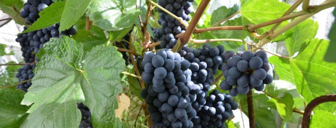 Виноград в Сибири: особенности посадки и ухода