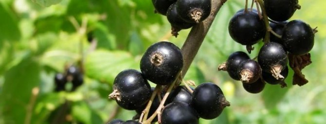 Чёрная смородина Селеченская — крупноплодный сорт с отличным вкусом