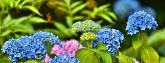 6 неочевидных причин посадить гортензию в саду