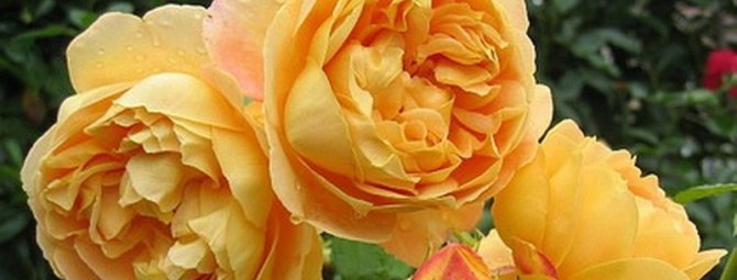 Английские сорта роз с сильной устойчивостью к мучнистой росе и черной пятнистости