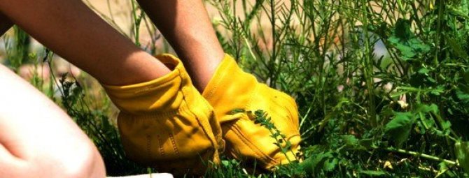 Какую пользу и вред приносят сорняки + как из них сделать удобрение