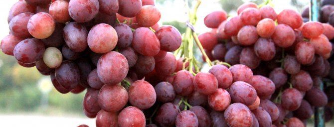 Виноград сорта Анюта – шедевр любительской селекции