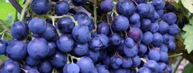 Алтайский сорт винограда Загадка Шарова, особенности посадки и выращивания