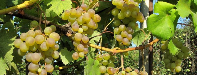 Виноград Галбена ноу – описание сорта, особенности посадки и ухода