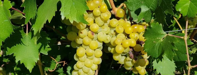 Виноград Дружба: описание, посадка, выращивание и отзывы о сорте