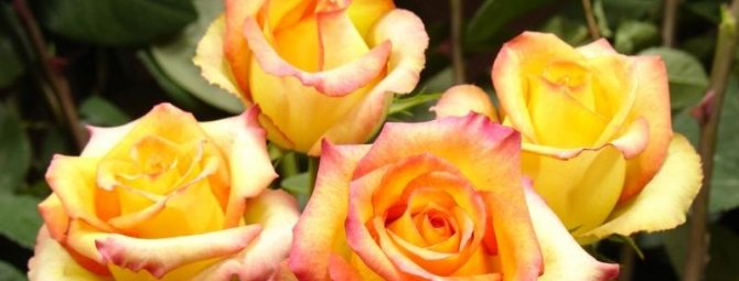 7 неприхотливых сортов садовых роз, которые порадуют вас обильным цветением
