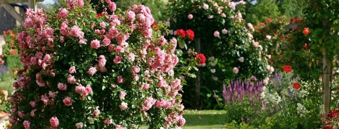 Что такое штамбовая роза: сад из Страны чудес