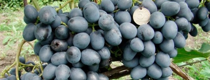 Виноград Чарли: стойкий крупноплодный гибрид, которому не страшны ни грибок, ни заморозки