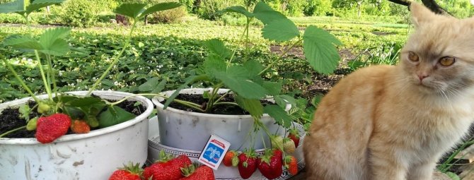 Клубника – ягода не для ленивых: основные правила ухода