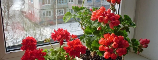 Как вырастить пеларгонию из семян в домашних условиях: гид начинающему цветоводу