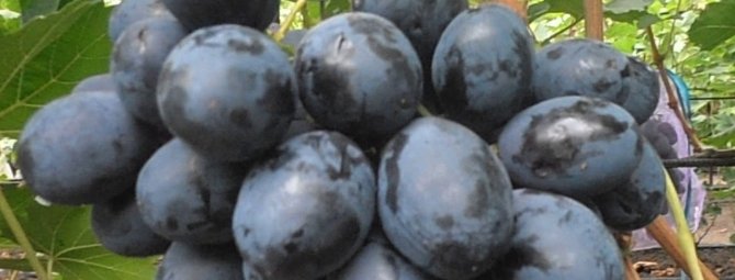 Гибридная форма винограда Фурор — особенности сорта и выращивания