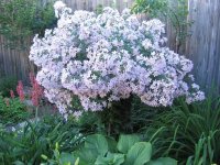 Loddon Anne