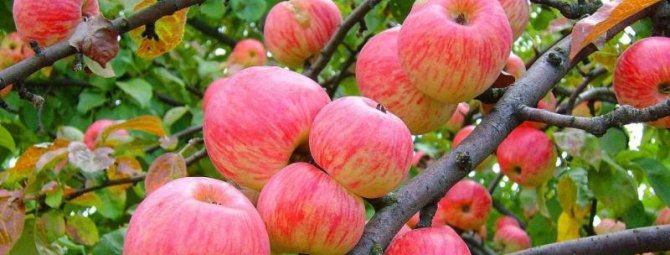 Мельба — отличная летняя яблоня
