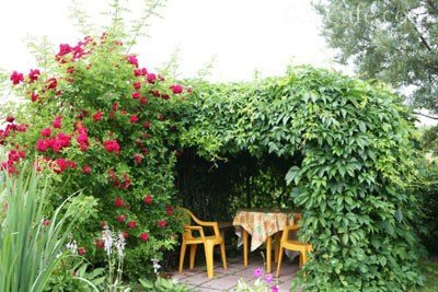 Декоративные лианы для сада в подмосковье