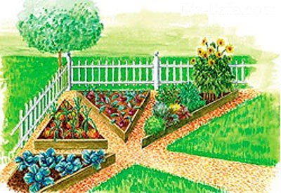 Приведите примеры растений выращиваемых в саду или огороде