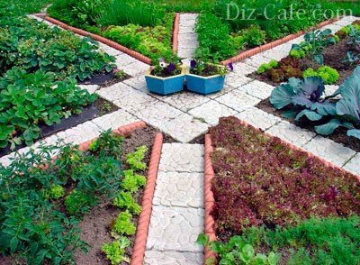 Приведите примеры растений выращиваемых в саду или огороде