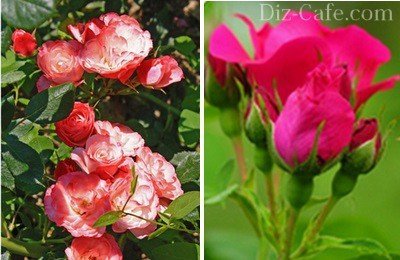 Обильное цветение садовых роз