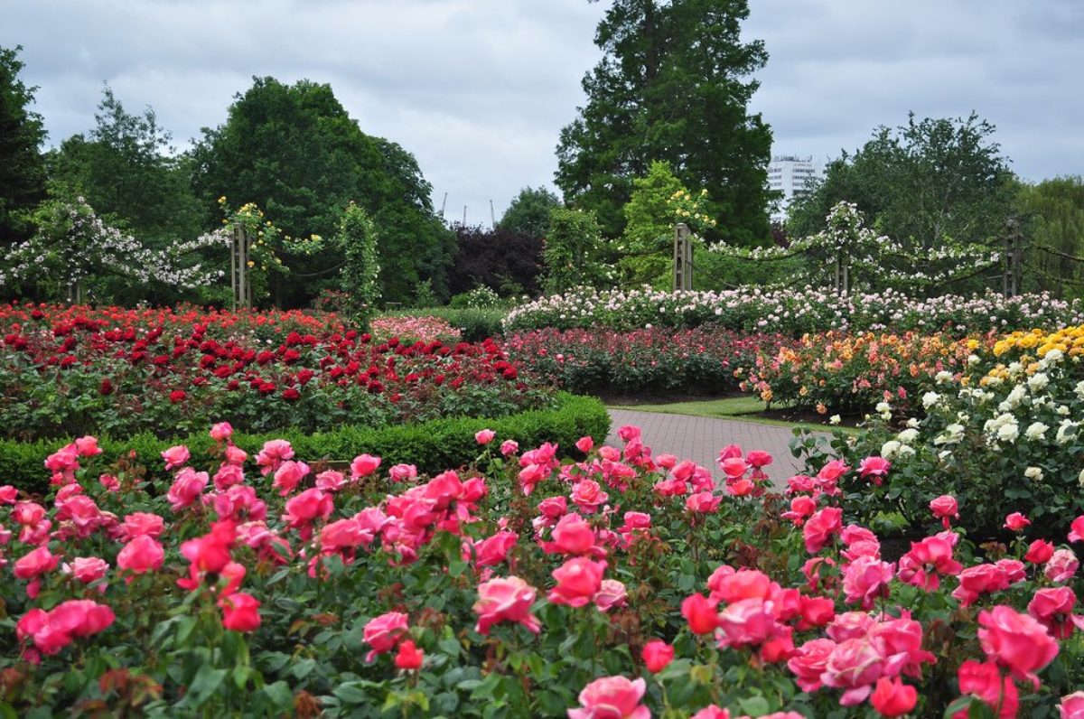 В сад роз 38. Риджентс парк розарий. Риджентс парк в Лондоне сад роз. Сады королевы Марии Риджентс парк Лондон. Розарий Королевский Ботанический сад Австралия.