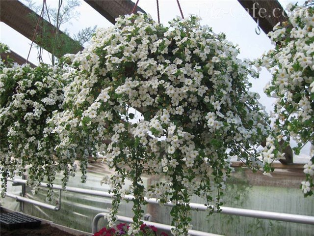 8 красивых ампельных растений для сада | В цветнике (горыныч45.рф)