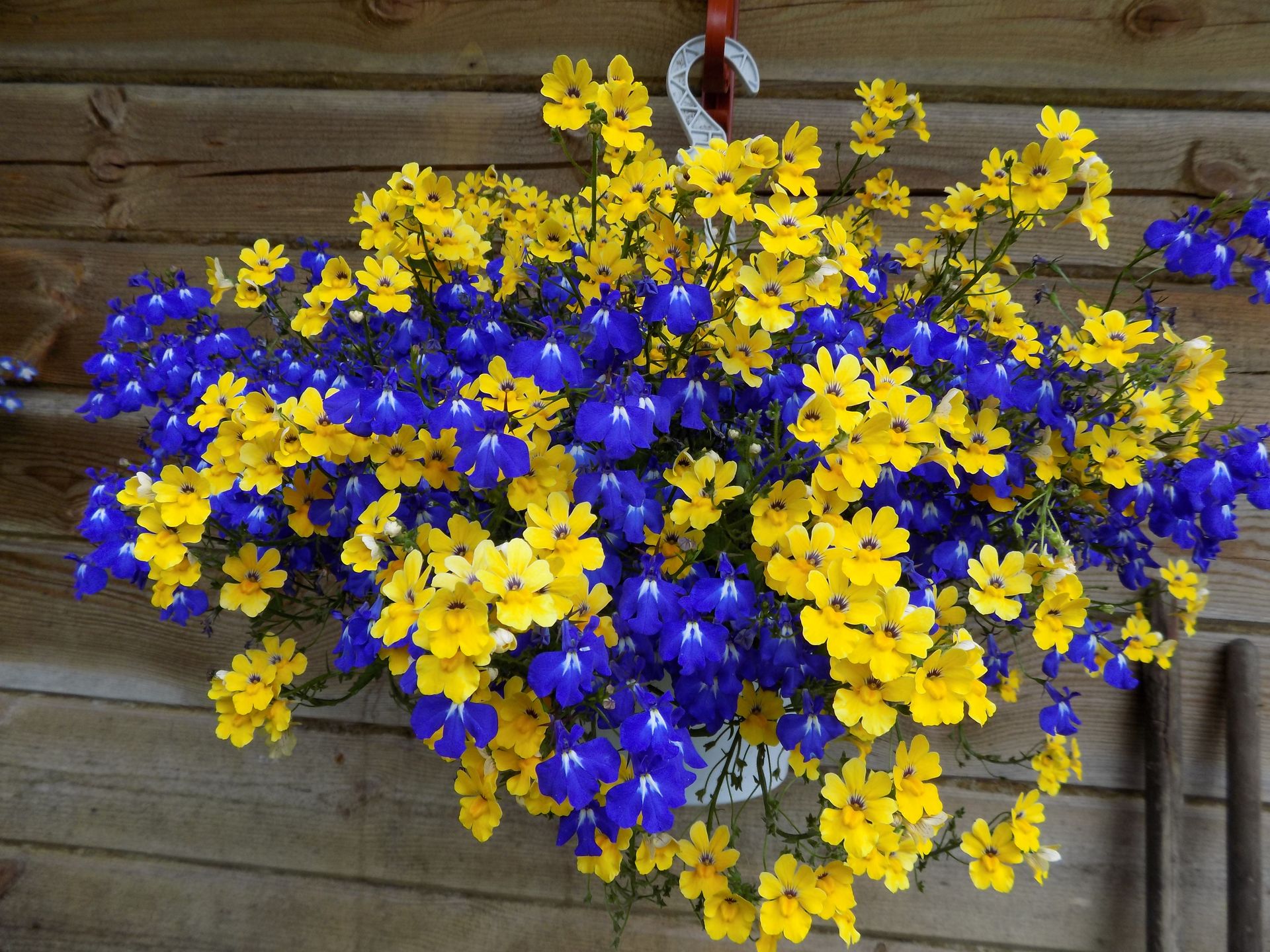 Сине желтые цветы названия. Немезия цветок ампельная. Виола и лобелия. Виола ампельная синяя. Немезия ампельная синяя.