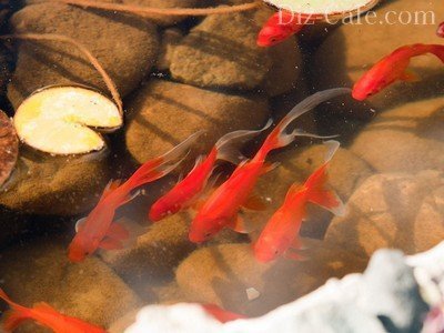 Рыбы в пруду китайского сада